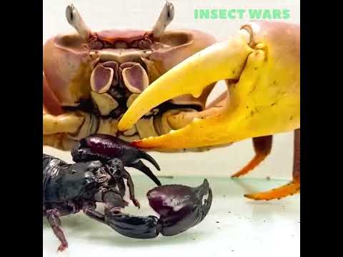 Crab vs. Scorpion 🦀🦂