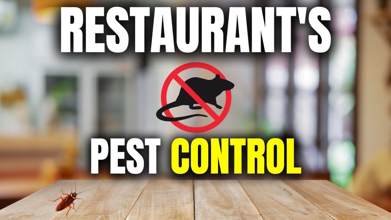 How to get rid of Pests in your Restaurant