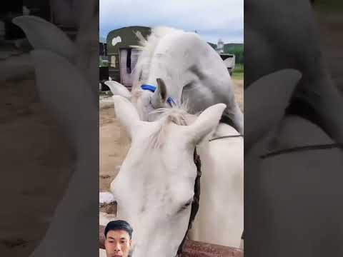 #horse #equestrian #animals #meeting #shortvideo #horseriding #comedy #cow #funnyvideo