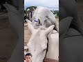 Horse Equestrian Animals Meeting Shortvideo Horseriding Comedy Cow Funnyvideo