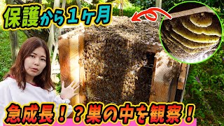 床下から保護したニホンミツバチ１ヶ月でこんなに大きくなりました！