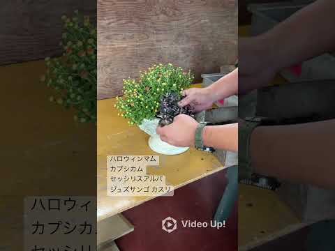 園芸 塊根藤、ジャガイモ豆