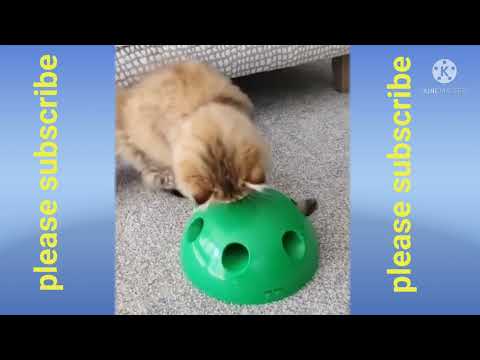 new funny this videos h h h h 😀 😂 😀 cat with monkey in dog funny