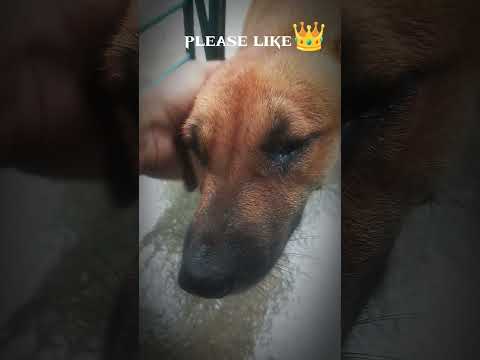 lives of dogs.👑❌ #pets