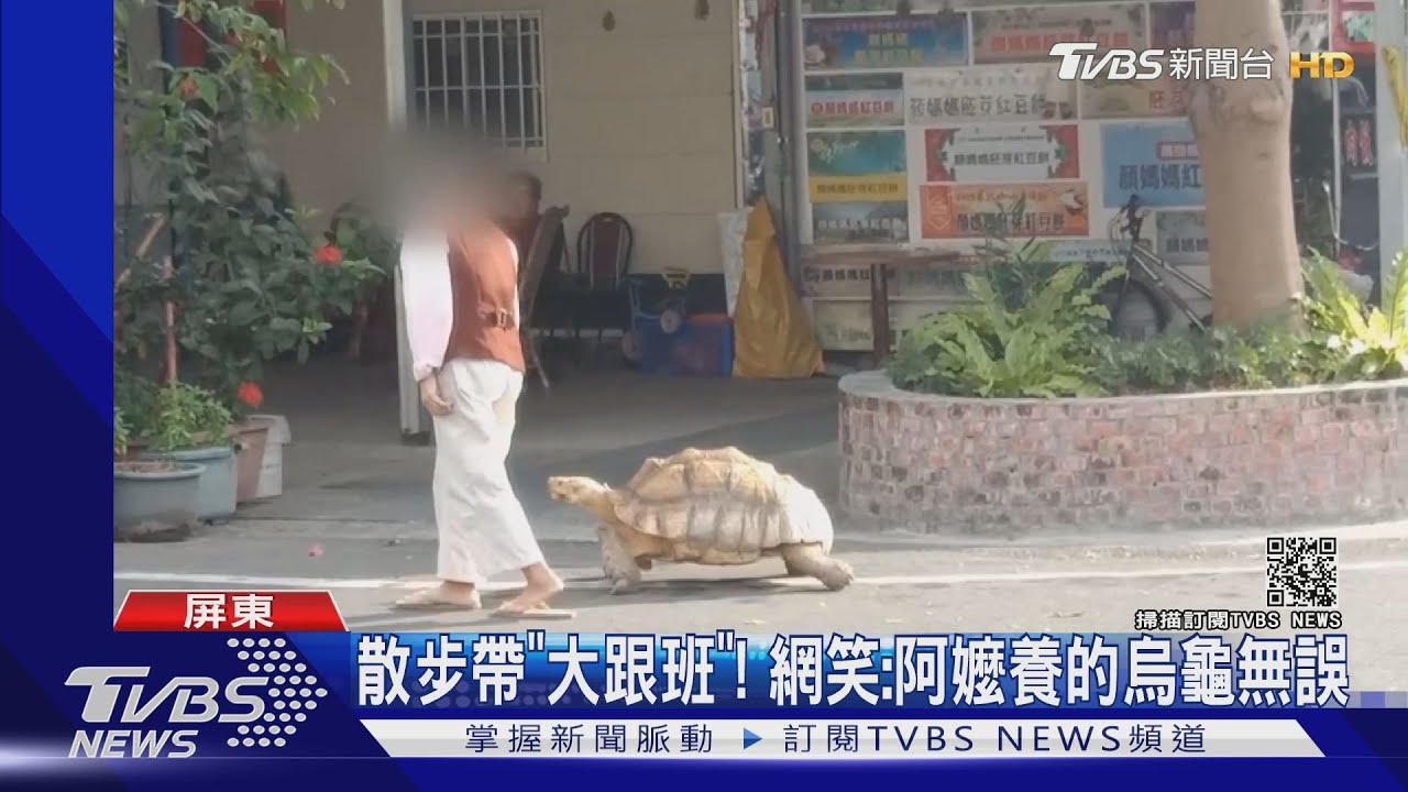 遛「巨龜」散步引注目 阿嬤笑:阿公養的啦!