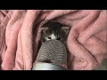 One Hour Kitty Asmr