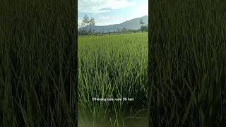 Download lagu Padi cibatu atau Ciherang batu mp3 Download lagu Padi cibatu atau Ciherang batu mp3