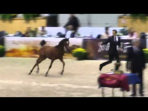 All Nations Cup 2013: selected moments