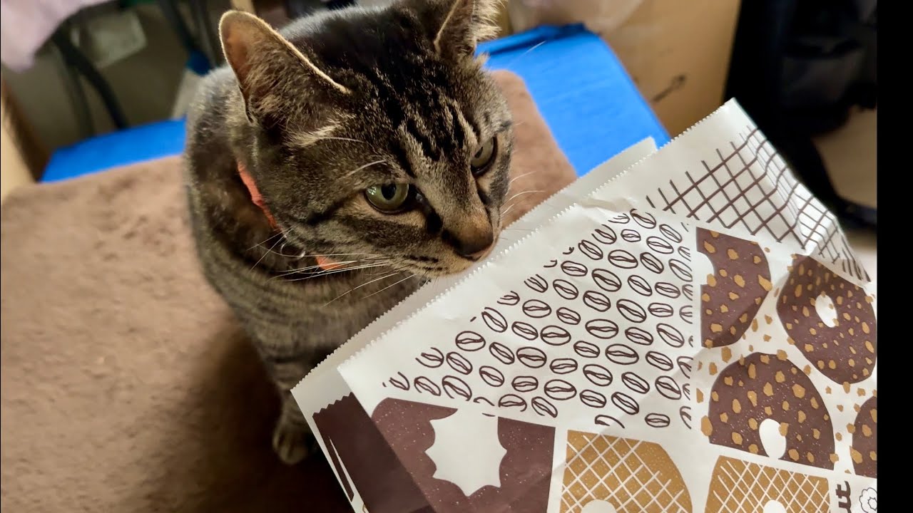 ミスドの香りでハイになる人間　ならない猫