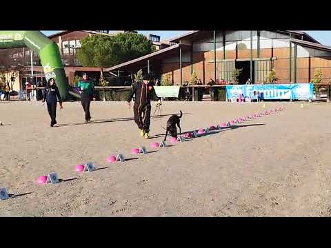 finale Nazionale assoluta Nosework sportivo CSEN. habanero Red Savina aka VEGA. 2️⃣* cl.