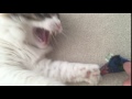 Cat Hissing Over Catnip