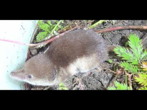 image-What is the difference between a shrew and a vole?