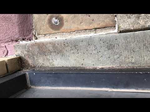 Front Stoop Full of Pavement Ants in Jersey City, NJ