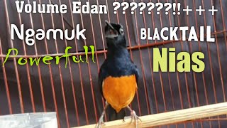 Download lagu THE MOST BEAUTIFULL BIRD SONG FULL POWER EVER mp3