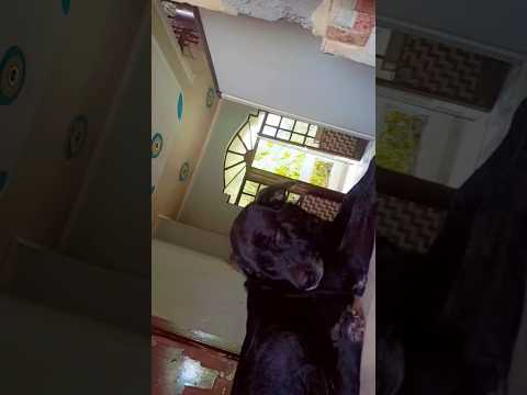 moti#gangaster#wow so nice 👍🐕