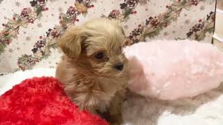 ハーフ犬の動画01