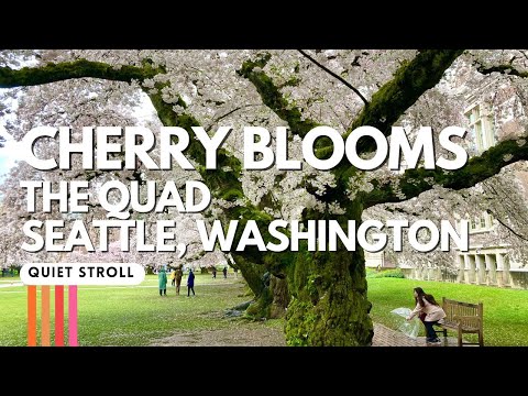Virtual Walking Tour | Cherry Blossoms Seattle WA | University of Washington