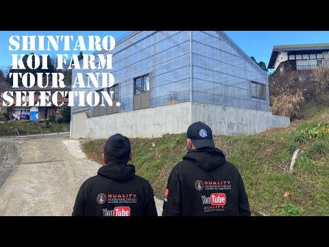 Shintaro Koi Farm tour and selection  - 2022. NEW KOI HOUSE!