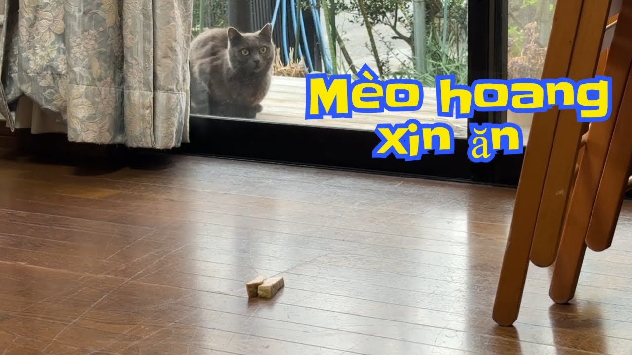 Sáng Mèo Xám ăn xúc xích chiều ăn chả lụa #nhacam #mèohoang  #cuocsonglangque #cats