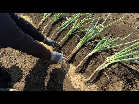 屋内のオープングラウンドにネギの種を蒔く時期 播種方法 温度