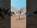 Kabootar Ki Video Pigeon Birds Kabootar Bazi Pigeon Shorts Short Youtubeshorts