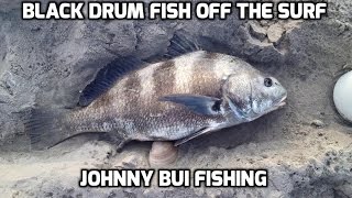 Black Drum Fish Off The Surf, NJ, Father's Day 2016