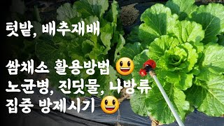 배추, 쌈채소 활용방법 / 노균병, 진딧물, 나방류 집중방제 시기입니다.