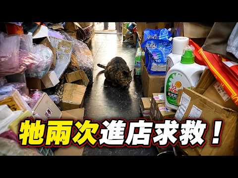 一隻難產的貓來到店裡向我求救，我卻差點放棄了她！