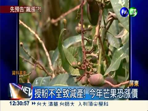 寒流害"空包彈"! 芒果醞釀漲價