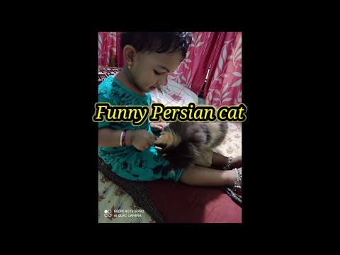 Funny Persian cat -playing cat with baby-funny cats compilation