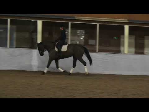 BM Sportpferde/ineke Stute Rappe Airboy aus Ukatto /Shine on Rappe ca 1,70