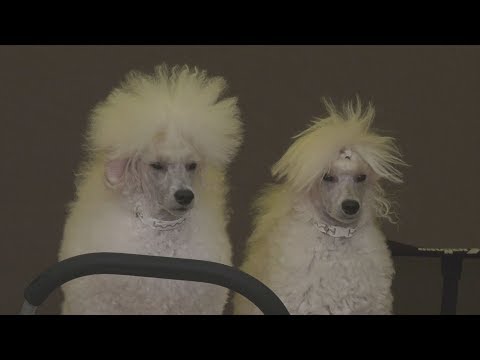 download lagu mp3 mp4 Komarom Cacib 2019, download lagu Komarom Cacib 2019 gratis, unduh video klip Komarom Cacib 2019