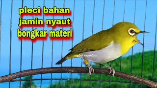 Download lagu Suara Burung Pleci Gacor || Pleci Gacor Ngeriwik Kasar Bikin Pleci Bahan Cepat Bunyi mp3