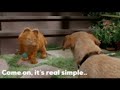 Garfield The Movie 2024 Teaser Trailer Concept Columbia Pictures Sony Pictures Animation Movie Film