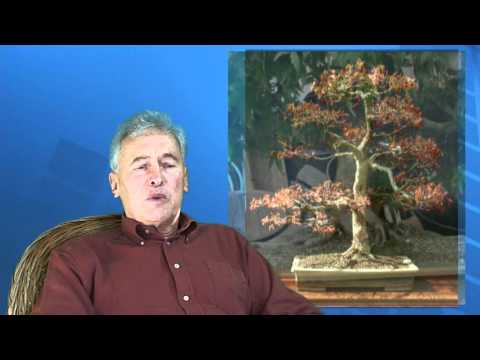 Walter Pall - Entwicklung eines Fächerahorns - Film by Merlin