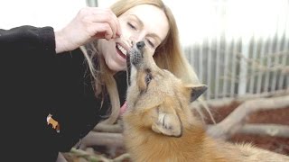 RED FOX RESCUE - Up close with wild foxes