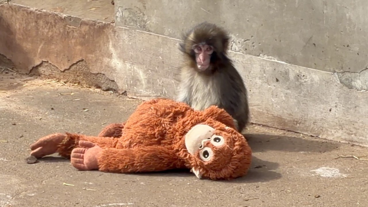 Punch Monkey | The Lonely Baby Monkey Who Found a Mom in a Stuffed Toy