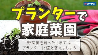 やってみよう！野菜苗の植え替え！