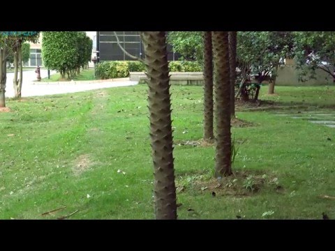 Syma X5SW 4CH 2.4G 6-axis Gyro RC Wifi FPV Quadcopter with 0.3MP Camera RTF