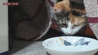 三毛猫フミちゃん  LIVE配信   2026年9月1日　calico cat　(LIVE stream)