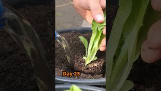 Growing Iceberg Lettuce from Seed to Harvest