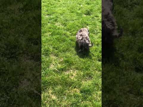 Liam - Goldendoodle, Mini puppy for sale