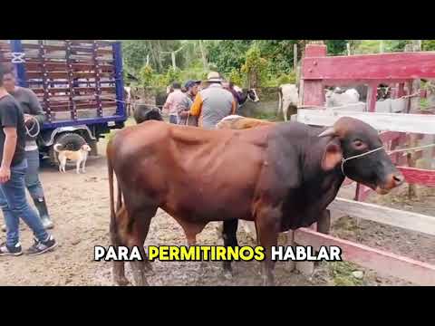 Feria Ganadera  centro poblado la Florida  en Anolaima Cundinamarca.  Viernes 18 de octubre. 