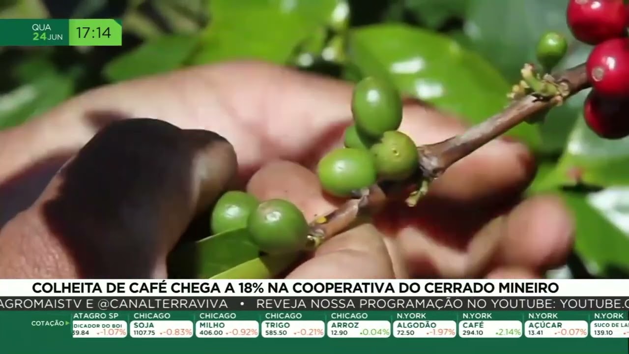 Colheita de café chega a 18% na cooperativa do cerrado mineiro