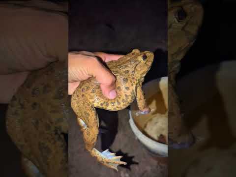 Bonk Bonk the frogs funny | Bullfrog and Toad funny fly or jump | Animal for fun | Funny Frog