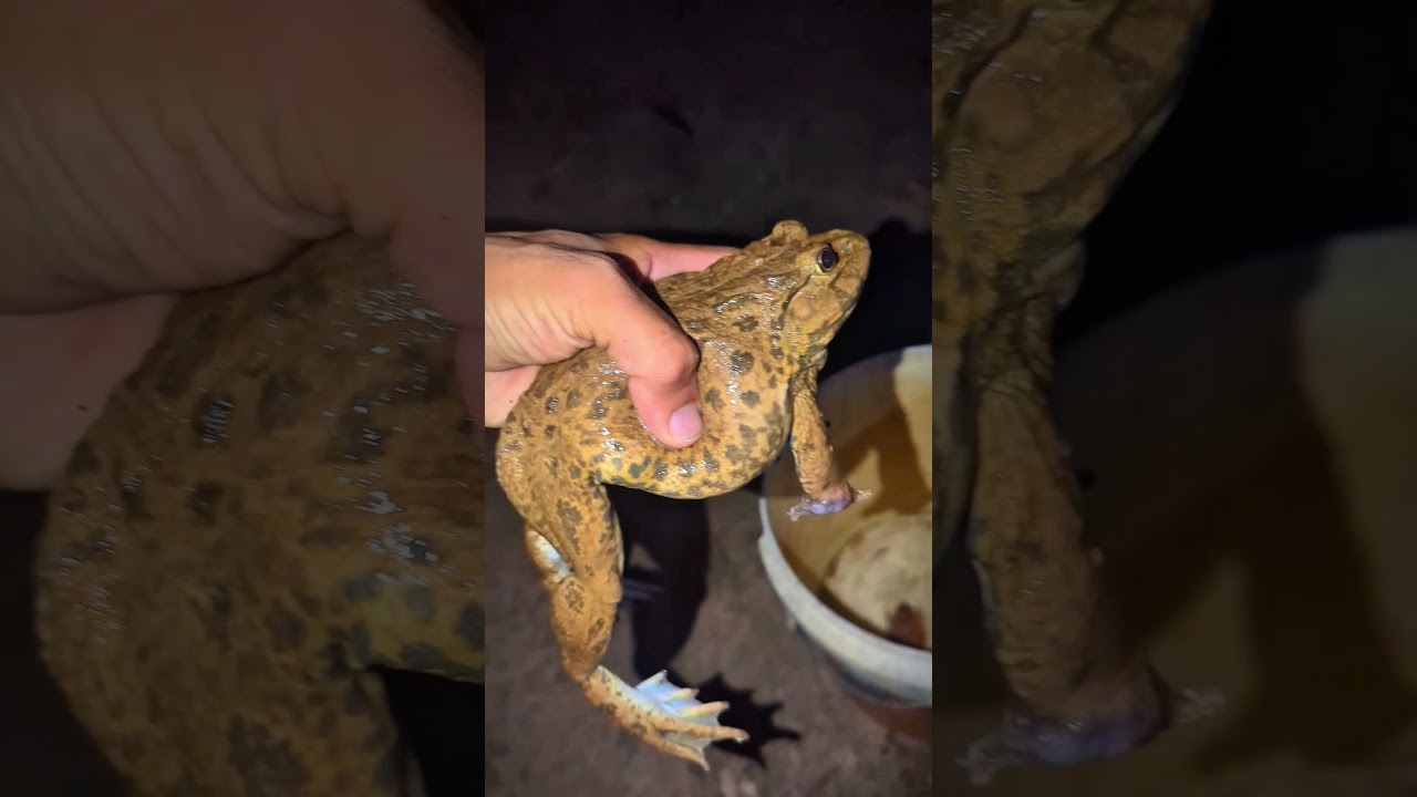 Bonk Bonk the frogs funny | Bullfrog and Toad funny fly or jump | Animal for fun | Funny Frog