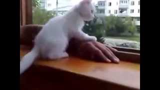 Kitten saves owners hand, twice