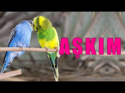 Aşkım Ses Kaydı Muhabbet kuşu konuşturma egzersizi