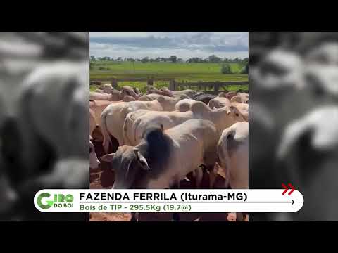 BOIADA DE ITURAMA (MG) ALCANÇA QUASE 20@ NA TIP; VEJA DETALHES