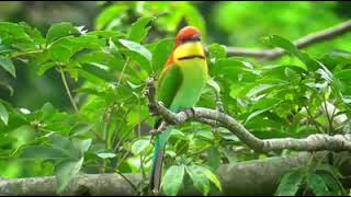 Download lagu Burung kirik kirik senja di alam mp3